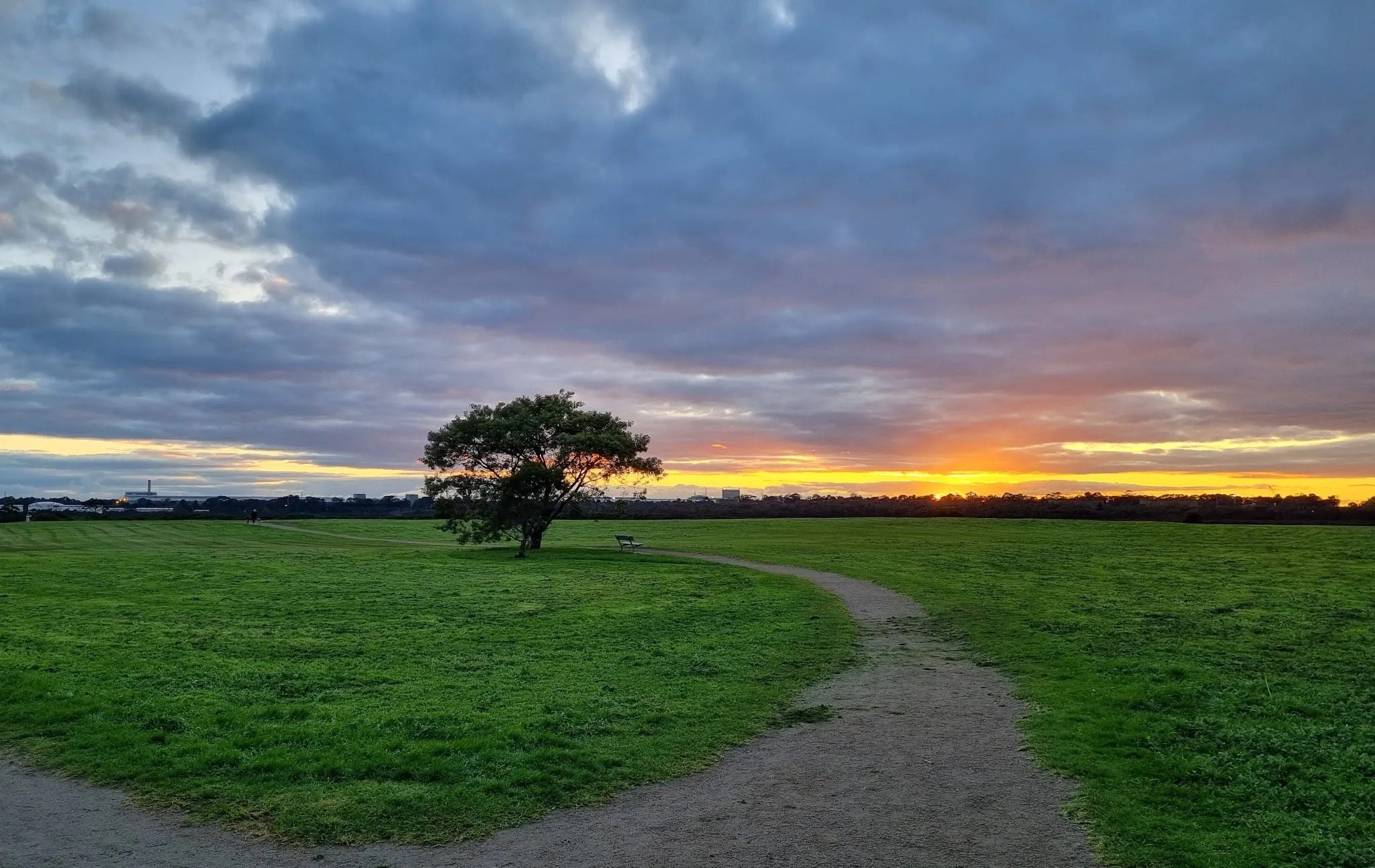 Sunset over Hastings foreshore parkland with lone tree, winding path, and dramatic sky